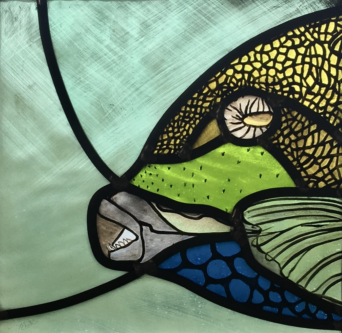 Neon blue and green and grey, designed to help me catch my prey. Titan Trigger Fish - Israel